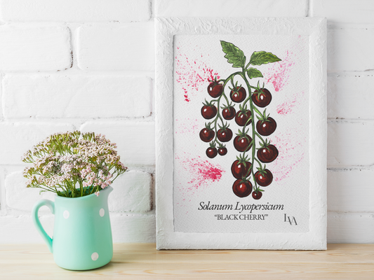 Hand-painted Black Cherry tomato botanical illustration print — Solanum Lycopersicum "Black Cherry" — gouache and watercolour on paper by Viviane Fulde, LenyV Artelier