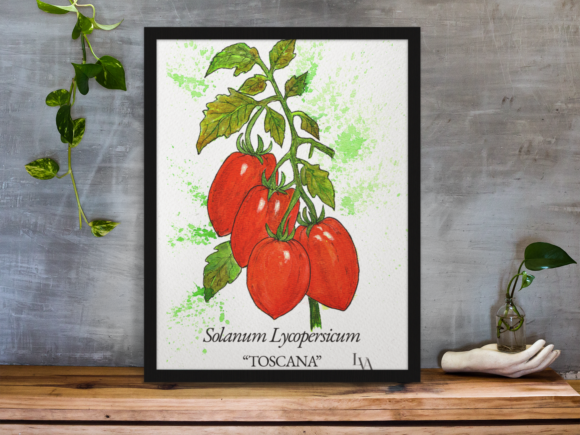 
Hand-painted Toscana tomato botanical illustration print — Solanum Lycopersicum "Toscana" — gouache and watercolour on paper by Viviane Fulde, LenyV Artelier