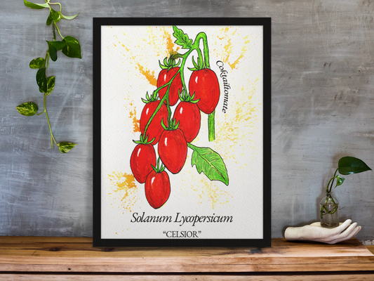 Hand-painted Celsior cocktail tomato botanical illustration print — Solanum Lycopersicum "Celsior" — gouache and watercolour on paper by Viviane Fulde, LenyV Artelier