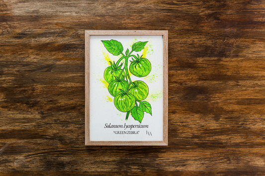 Impression d'art Tomate Green Zebra – Illustration botanique Solanum Lycopersicum | Décoration murale cuisine | LenyV Artelier